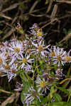 Elliott's aster